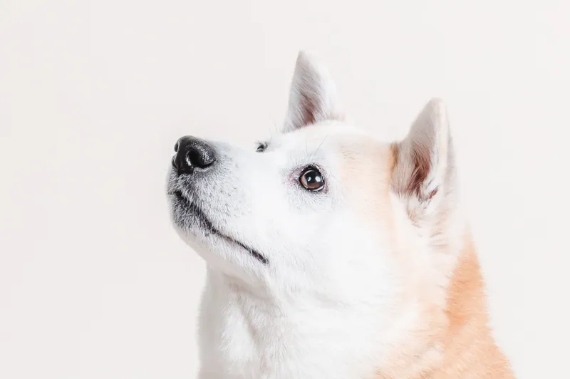 dieren_website_2022_01_DSC4093_Rachelle&Indy