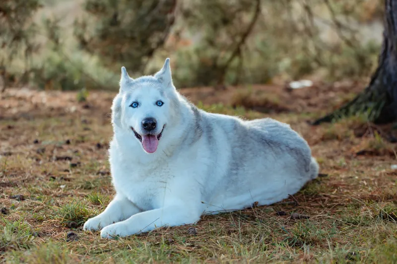 dieren_website_2022_03_DSC8264_Rullens