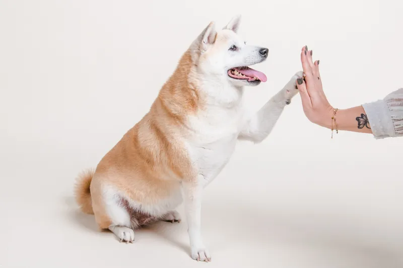 dieren_website_2022_18_DSC4156_Rachelle&Indy